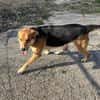 Lemmy - Verstehen Sie Hund?