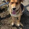 Lemmy - Verstehen Sie Hund?