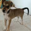 Pinschermix Talya