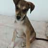 Pinschermix Talya