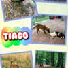 aufgeweckter Welpenjunge Tiago auf PS in 80686