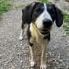 Tash sucht ein freies Körbchen