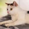 Lucy  sehr verschmuste Katze Einzelplat
