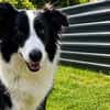 Molly, bezaubernde Border Collie Dame, ca. 4 Jahre