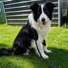 Molly, bezaubernde Border Collie Dame, ca. 4 Jahre