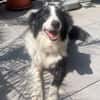 Molly, bezaubernde Border Collie Dame, ca. 4 Jahre