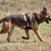 Marley sucht ein aktives Zuhause
