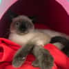 BABOUCHE