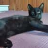 ONYX