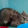 MINETTE