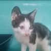 SCRATCH (en cours d'adoption)