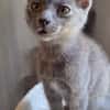 MUNE