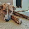 FIONA (UnionAnimal)
