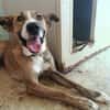 FIONA (UnionAnimal)