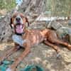 ORSON (Union Animal)