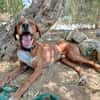 ORSON (Union Animal)