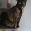 Moka