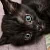 LOUSTIC