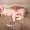 NOUGATS