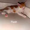 FLASH