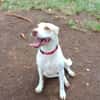 Dolce chienne femelle Berger Créole