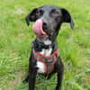 Cheeky chiot mâle Berger Créole