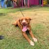 STARLETT chienne femelle Berger Créole