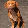 STARLETT chienne femelle Berger Créole