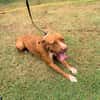 STARLETT chienne femelle Berger Créole