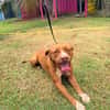 STARLETT chienne femelle Berger Créole