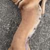 POUPIX femelle Labrador