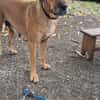POUPIX femelle Labrador