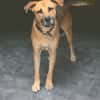 FAKIR chienne femelle Berger Créole
