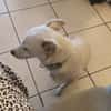 BORA , chiot femelle Berger Créole