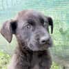 Cane Corso Mix Girl Lotti sucht ihre Menschen