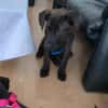 Cane Corso Mix Girl Lotti sucht ihre Menschen