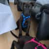 Cane Corso Mix Girl Lotti sucht ihre Menschen