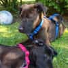 Cane Corso Mix Girl Lotti sucht ihre Menschen