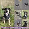 Rüde Fritzi sucht sein Für-immer-Zuhause