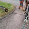 Rüde Fritzi sucht sein Für-immer-Zuhause