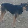Rania sucht dringend ein Zuhause