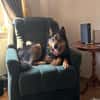 Jerry: Sanft, dezent, lernwillig Hund!