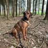 Neugieriger Leon sucht sein zuhause