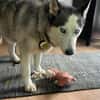 Husky MAXwartet schon in 56626 Andernach