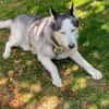 Husky MAXwartet schon in 56626 Andernach
