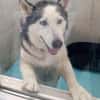 Husky MAXwartet schon in 56626 Andernach