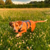 Eddy - kleiner Hund - großes Herz