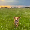 Eddy - kleiner Hund - großes Herz