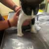 Kitten Mike
