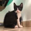 Kitten Mike